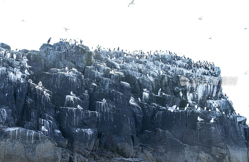 崖顶海鸠，三趾鸥，须鲸和海雀