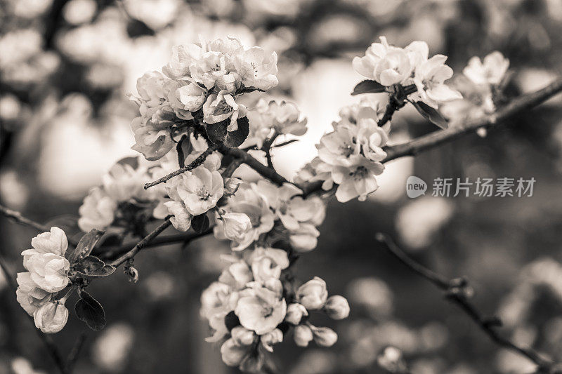 春天，苹果树的树枝上开花