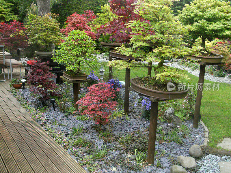 一个带有踏脚石路径和木制装饰的观赏性花园的图像，具有日本元素，花岗岩灯笼，竹子，鹅卵石，盆景和日本枫树(槭树)
