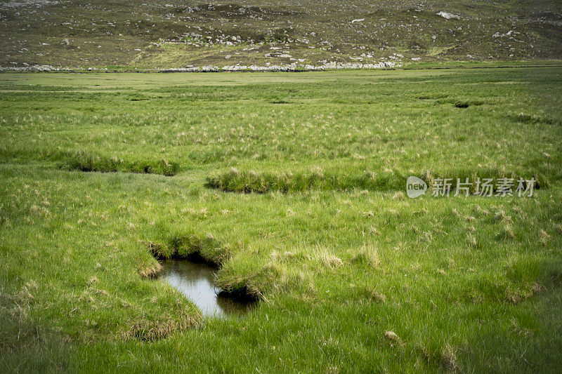 苏格兰哈里斯岛上长满草的沼泽