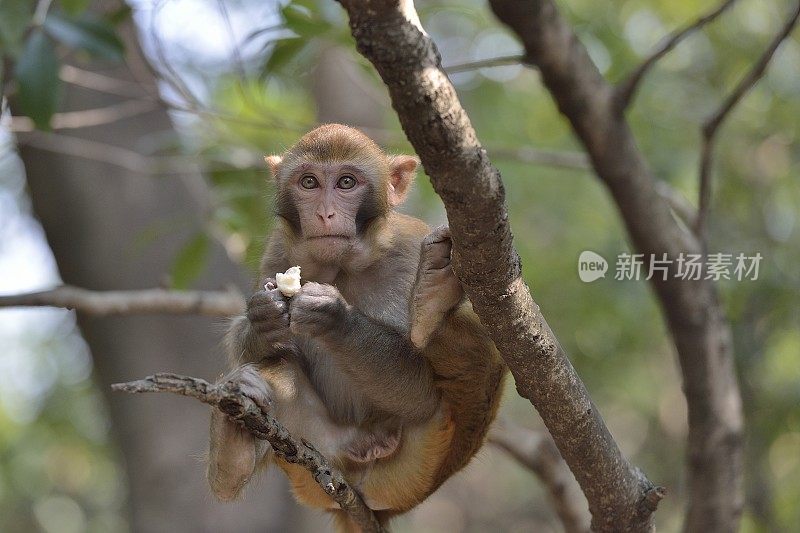 日常生活中的野生猕猴——一只坐在树枝上的猴子