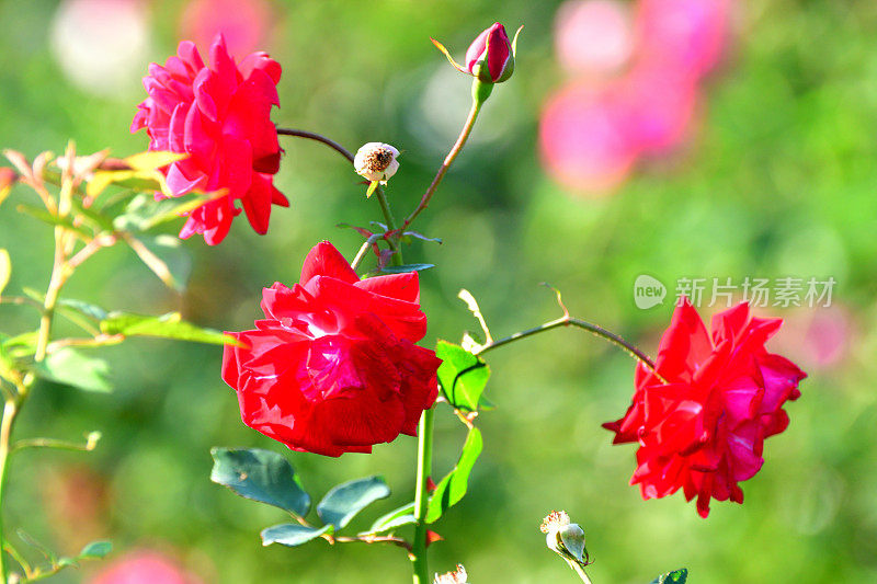 玫瑰花与多色背景