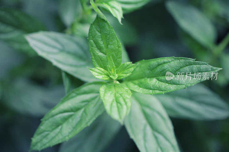 薄荷植物近景从上面看