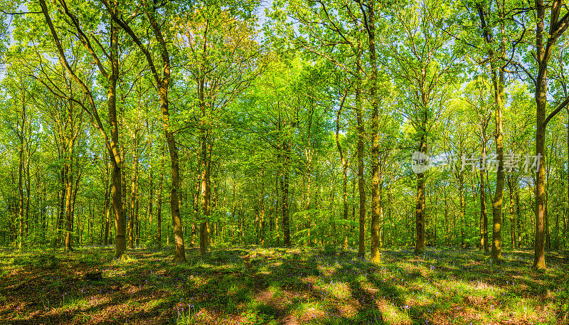 绿色的森林树冠斑驳的阳光，田园诗般的野生林地林间空地全景
