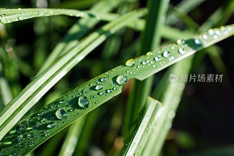 2019年的背景。雨滴落在池塘上。巴伐利亚,德国。