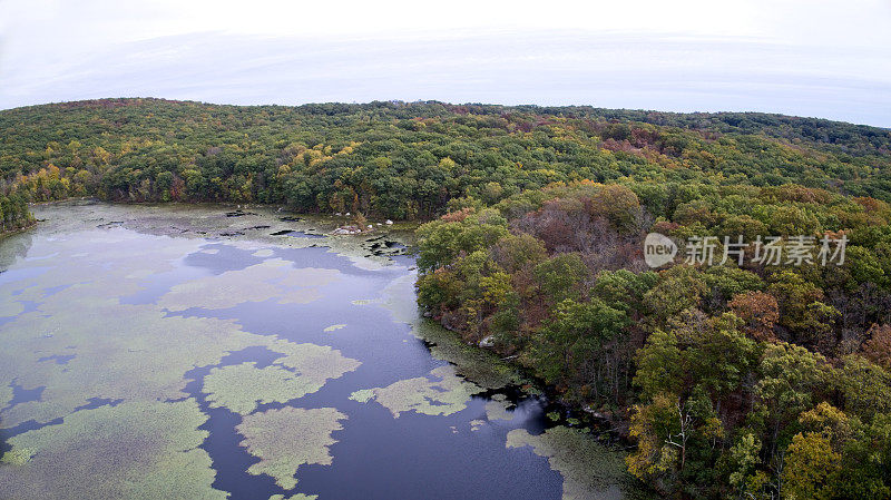 秋季的荒野湖泊，极度过度生长