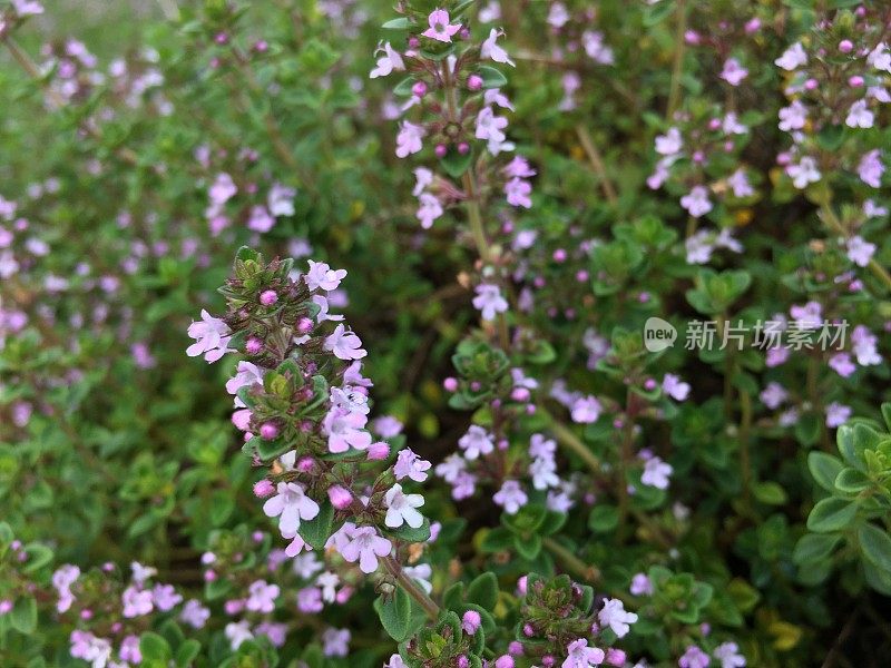 百里香草本植物开花特写自然背景