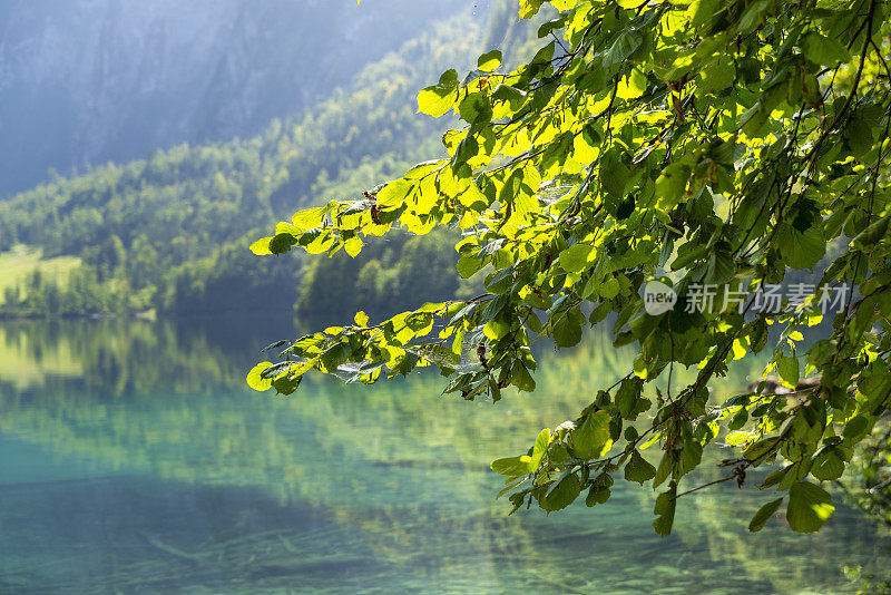 欧伯湖，巴伐利亚阿尔卑斯山的一个湖。前景中的树叶