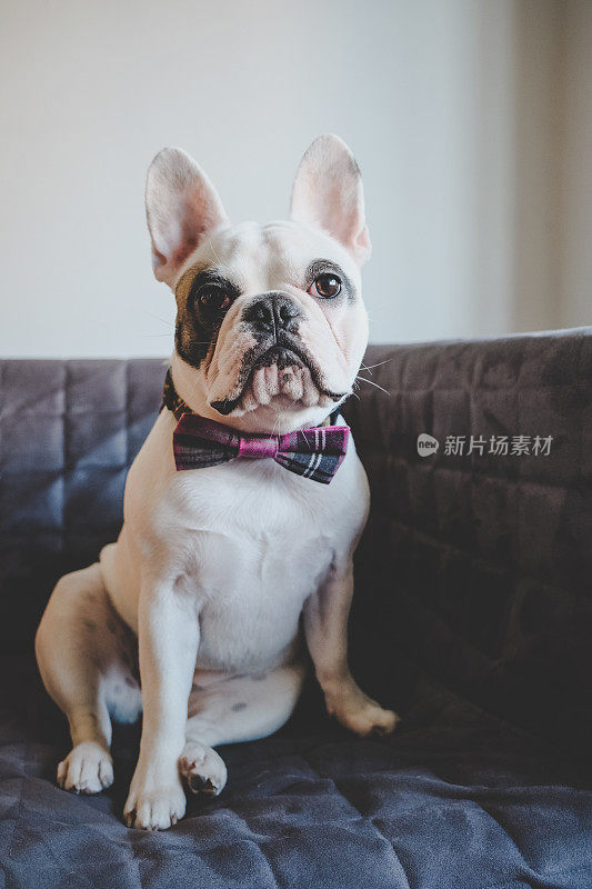 法国斗牛犬的肖像戴着领结坐在沙发上