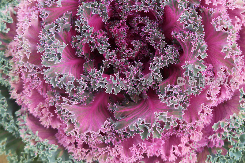 盆景紫色的观赏卷心菜(芸苔属)的特写。