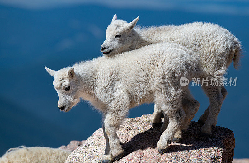 可爱的山羊羊羔(孩子们)在山坡上嬉戏