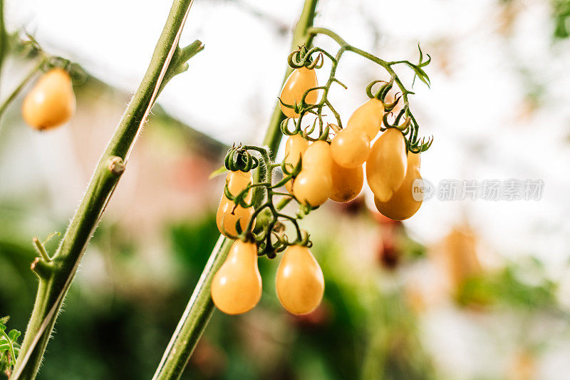 黄色的番茄