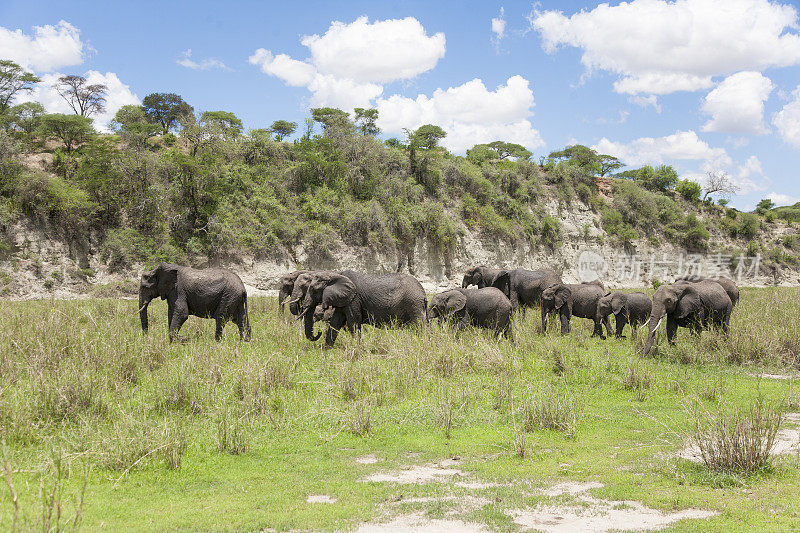 坦桑尼亚塞伦盖蒂的非洲象群