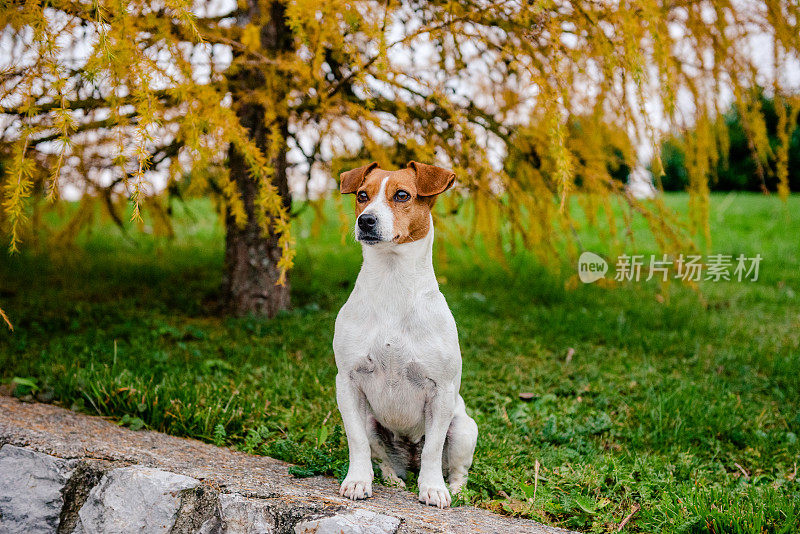 小猎犬坐在草地上