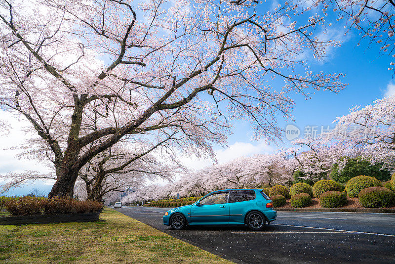 停车场有樱花