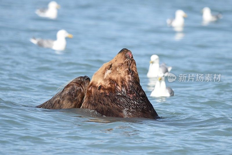 虎头海狮夫妇