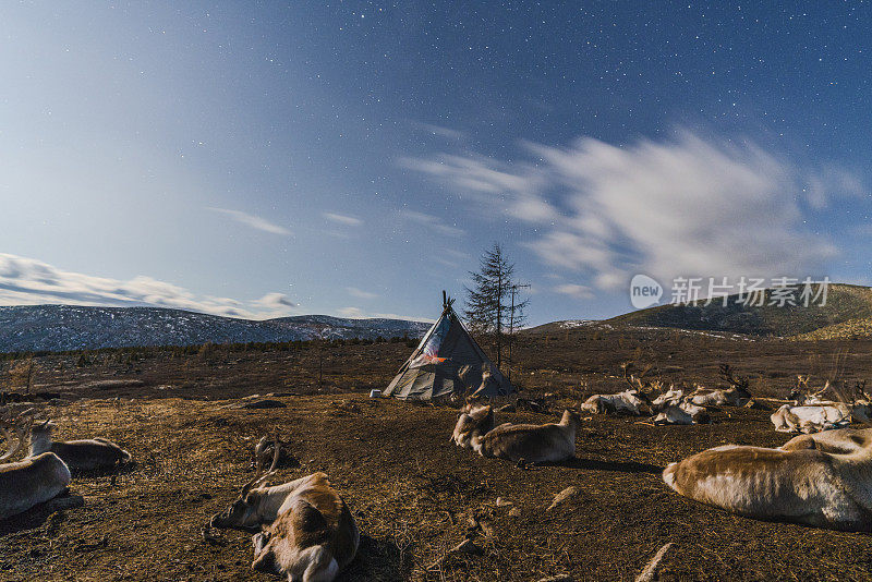 驯鹿在冬天的晚上靠近蒙古的帐篷