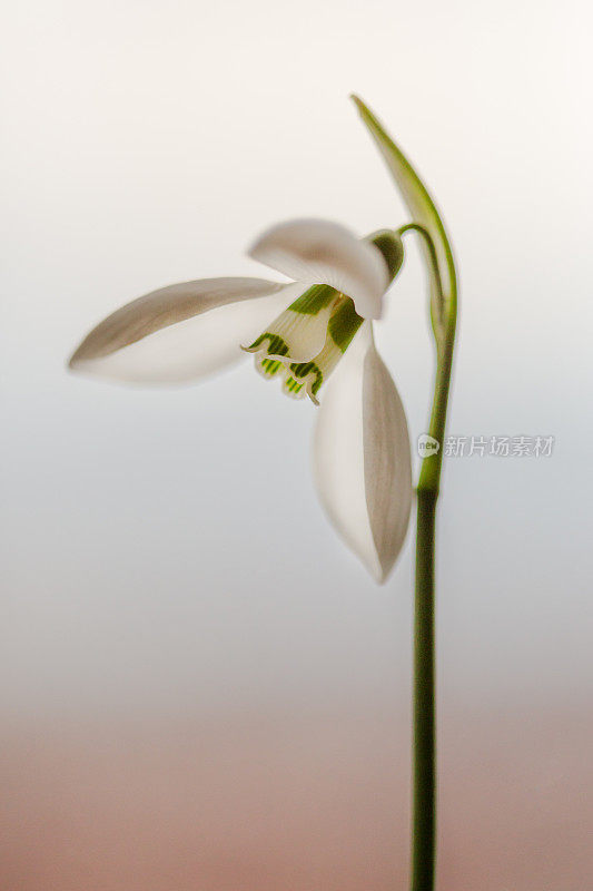 雪花莲