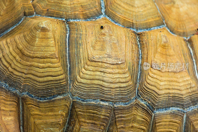 海龟动物园动物外壳特写在阳光明媚的夏天