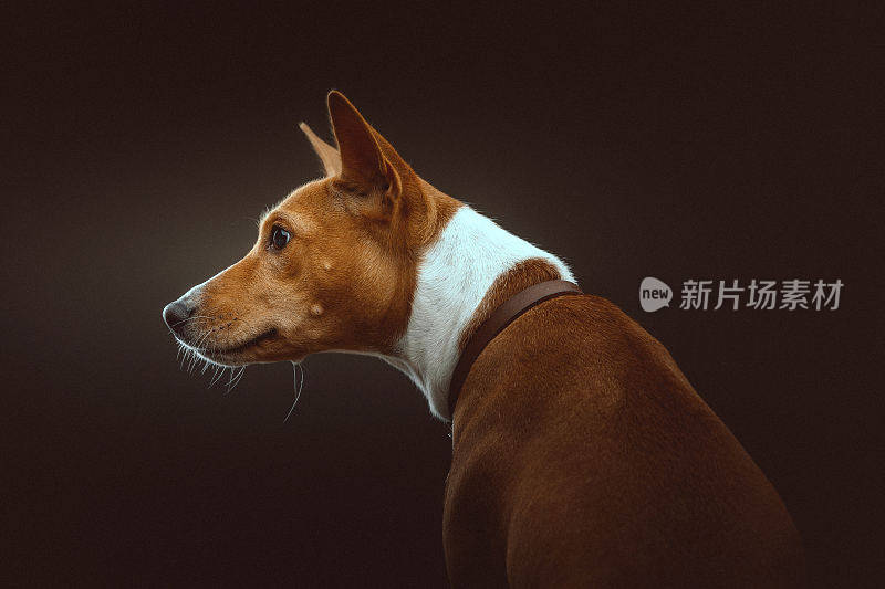 巴辛吉梗犬