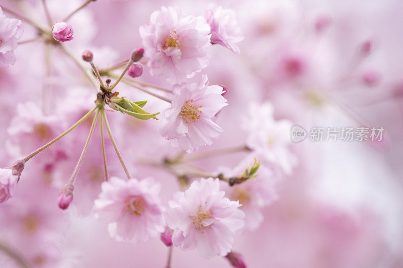 哭泣的樱花盛开