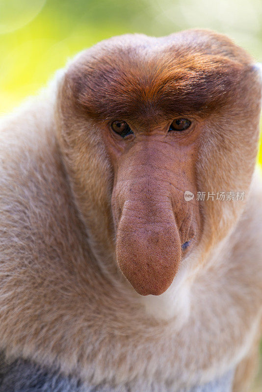 马来西亚婆罗洲自然环境中的长鼻猴画像