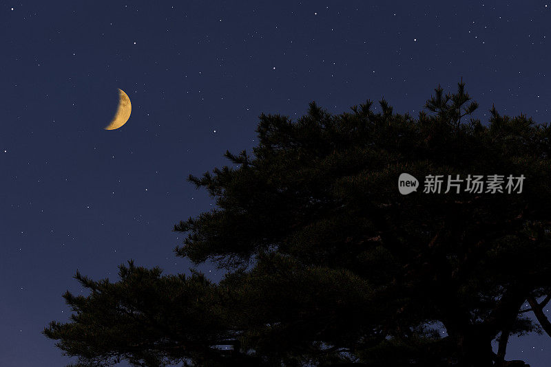 新月在松树上冉冉升起，繁星点点。