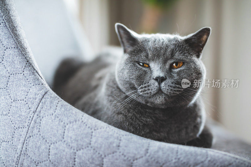 一只英国猫懒洋洋地躺在椅子上，眯着眼睛。