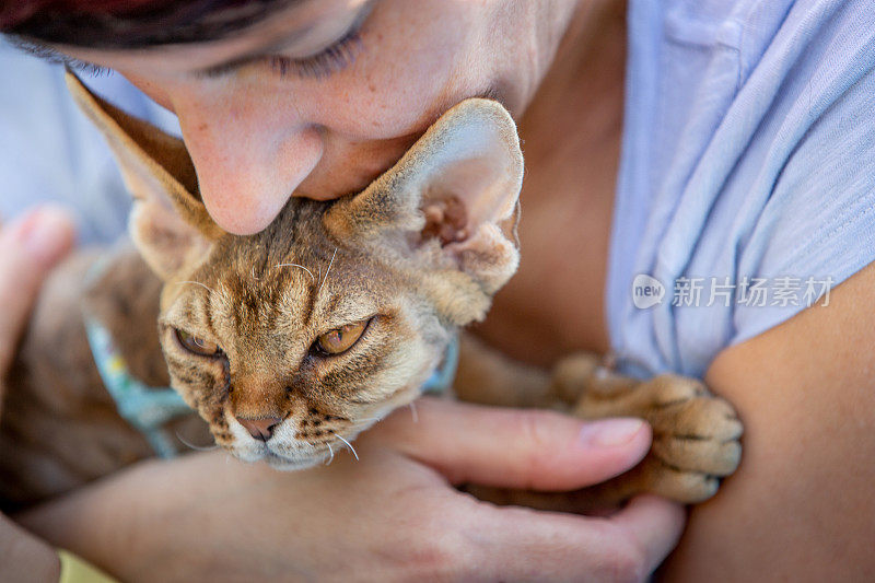 成年女人亲吻她的德文郡雷克斯猫的特写照片