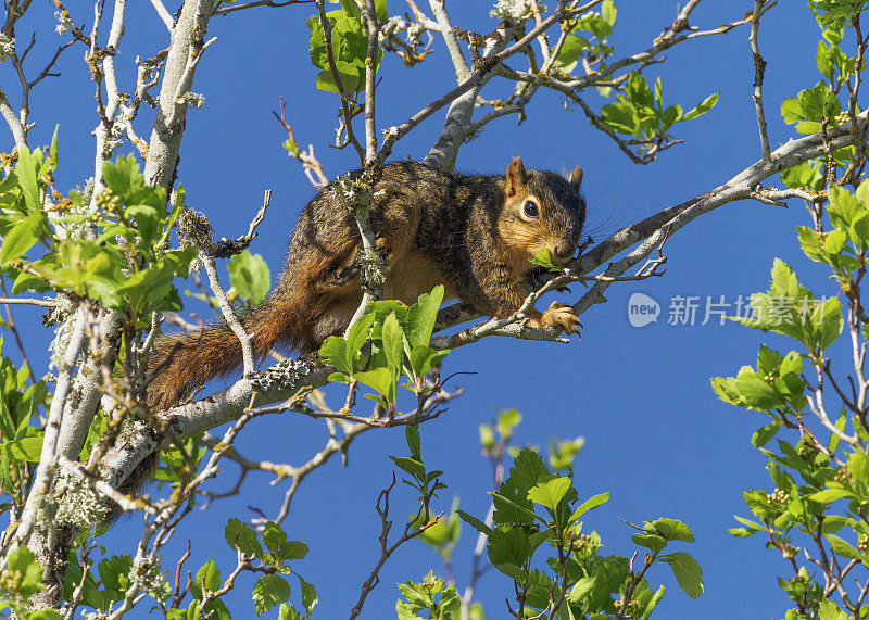 东部狐狸松鼠分支在树蓝天俄勒冈州