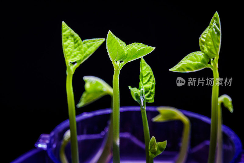 绿芽。植物播种和生长的步骤。绿色豆芽。花瓶内的绿叶植物