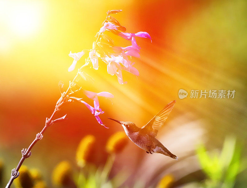 红喉蜂鸟在花园阳光下的高调照片