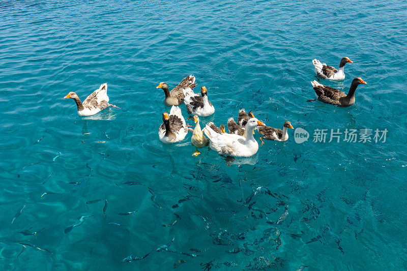 在海上的游艇旁喂鸭子和鱼