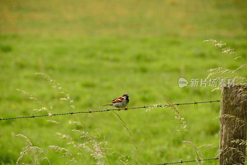 麻雀。