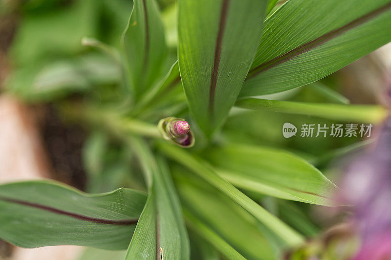 充满异域风情的花朵