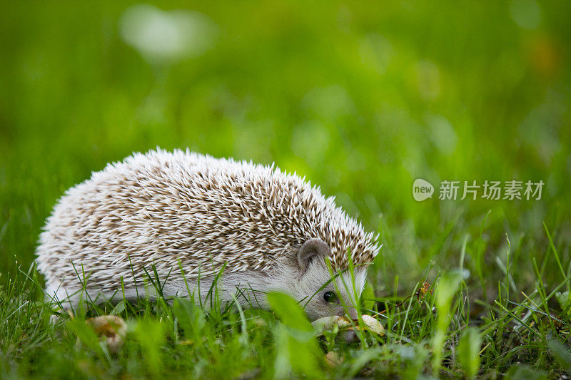 宠物刺猬嗅和探索户外草地