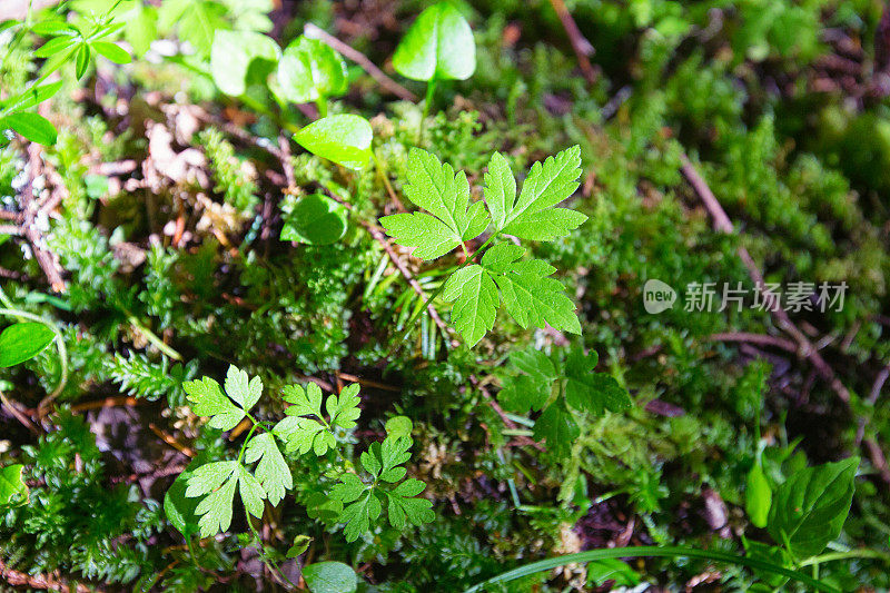 森林植物