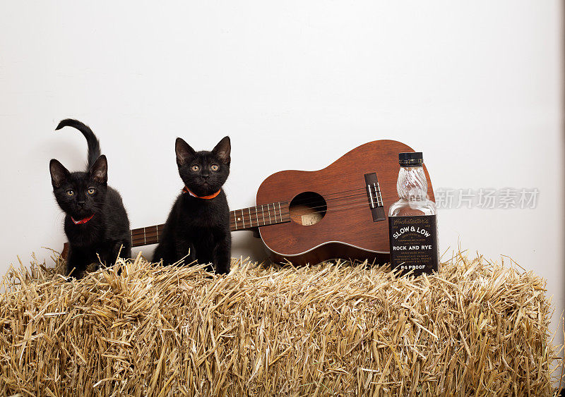 两只黑猫在草堆上，拿着玩具吉他和罐子