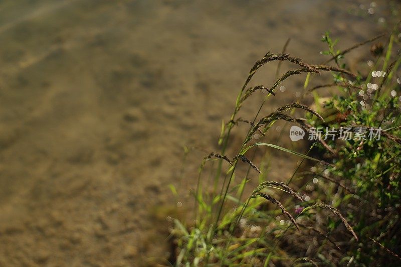 湖水表面有植物