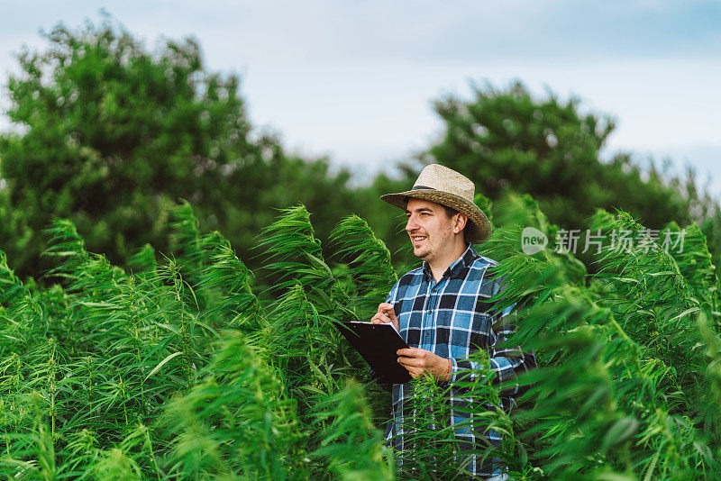 男子采集医用大麻