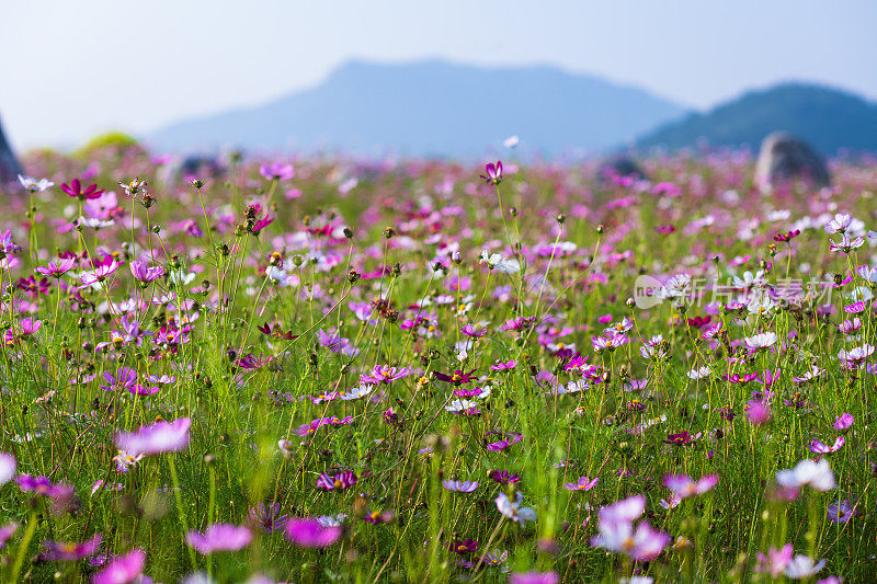 金菊花田背景