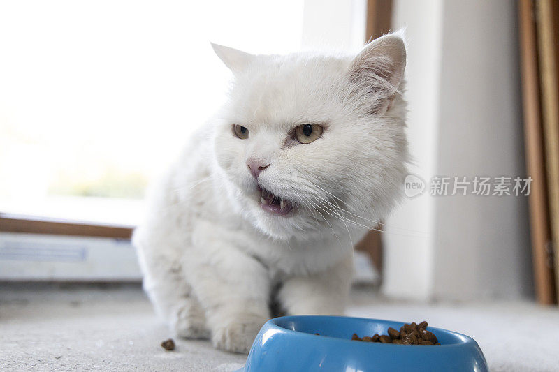 一只白色的安哥拉猫正在吃一碗食物。一只白猫边吃边舔。