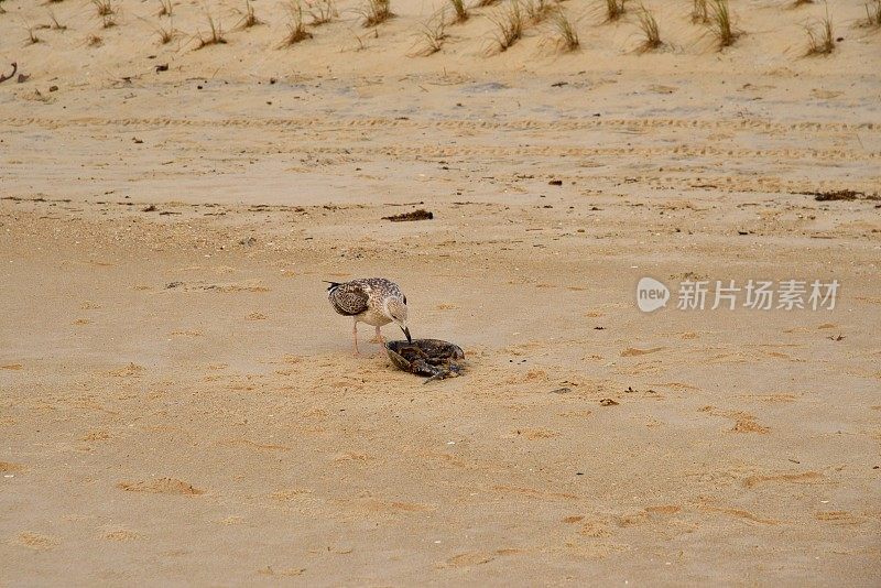 海鸥在吃马蹄蟹