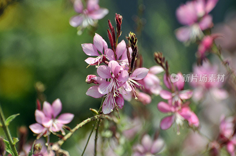 粉红色的小花在花园里盛开