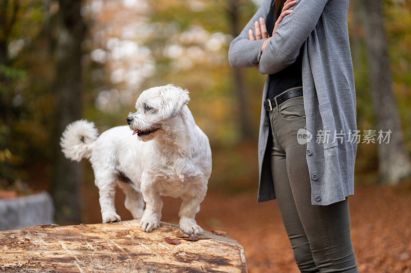 美丽的西施犬和她的主人在树林里