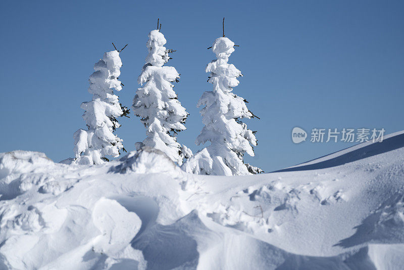 斯洛文尼亚，三棵冰冻的树就像幸福的家庭漫步在以天空为背景的极地天气中