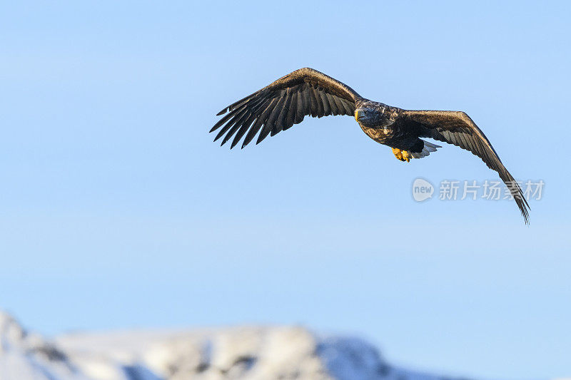 在挪威北部上空觅食的海鹰或白尾鹰