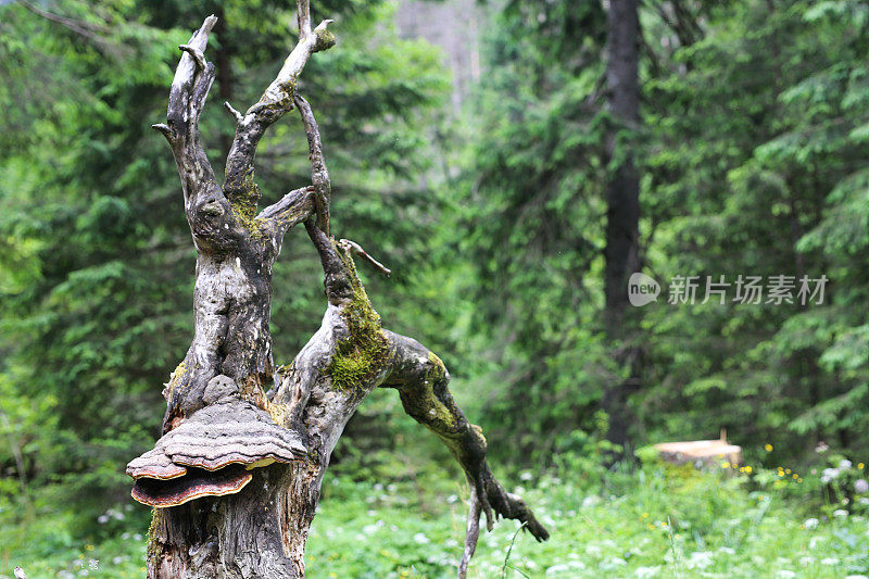 太特拉山的一棵老树根
