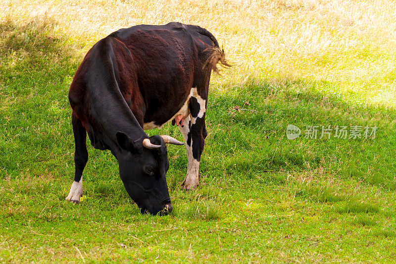 夏日里，一头黑牛在田野里吃草。