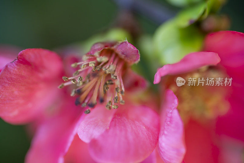 贴梗海棠的花朵